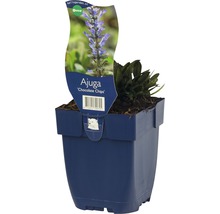 FLORASELF Kruipend zenegroen Ajuga reptans Ø 11 cm