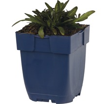 FLORASELF Kruipend zenegroen Ajuga reptans Ø 11 cm