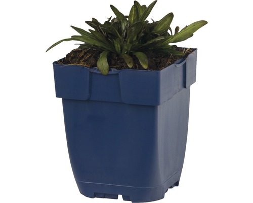 Kunststof bloempot met plant