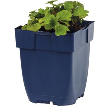 Aardbeienplant in een bloempot