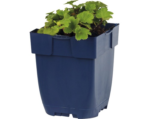 Aardbeienplant in een bloempot