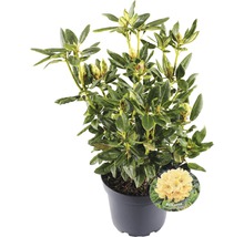 Rhododendron in pot met etiket