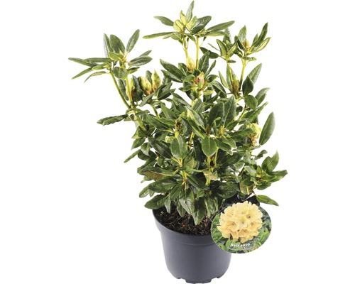 FLORASELF® Rhododendron 'Belcanto' Ø21 cm geel