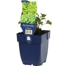 Alpenvrouwenmantel plant in pot