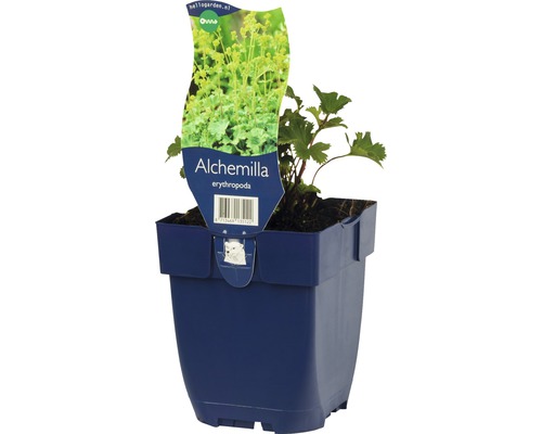 FLORASELF Vrouwenmantel Alchemilla erythropoda potmaat Ø 11.0 cm H 10-30 cm Alpenvrouwenmantel plant in pot