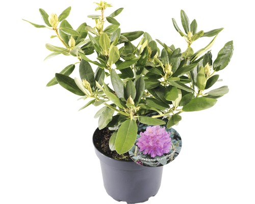 FLORASELF® Rhododendron Catawbiense 'Grandiflorum' Ø21 cm lila
