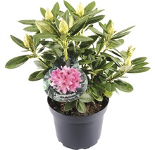 Rhododendron hybride ''Cosmopolitan'' in pot