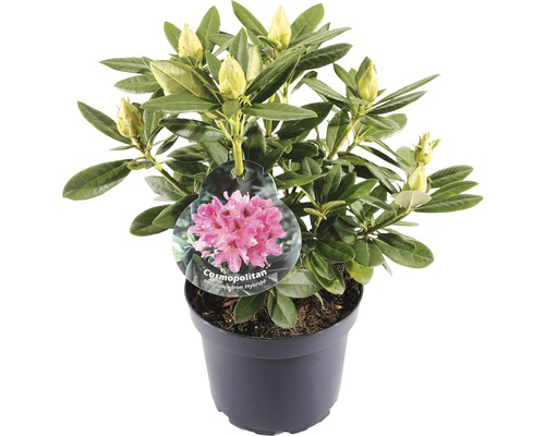 FLORASELF® Rhododendron 'Cosmopolitan' Ø21 cm roze