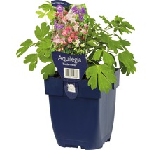 Aquilegia Biedermeier in pot