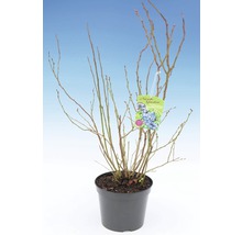 Blauwe bessenstruik in pot met etiket