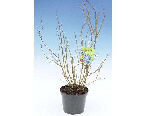 Blauwe bessenstruik in pot met etiket