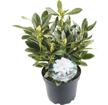 FLORASELF® Rhododendron 'Cunninghams White' Ø21 cm wit