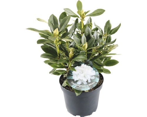 FLORASELF® Rhododendron 'Cunninghams White' Ø21 cm wit