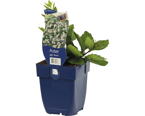 Aster Ager Asran in pot