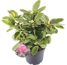 Rhododendron in pot met etiket