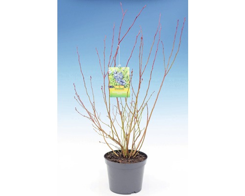 Blauwe bessenstruik in een pot