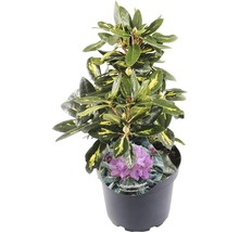 FLORASELF® Rhododendron 'Goldflimmer' Ø21 cm lila