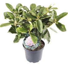Rhododendron Gomer Waterer in pot met groene bladeren