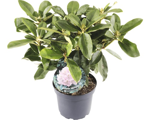 FLORASELF® Rhododendron 'Gomer Waterer' Ø21 cm lila/wit