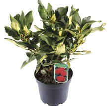 Rhododendron in pot