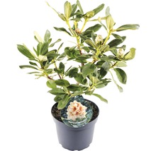 Rhododendron in pot met de naam Horizon Monarch.