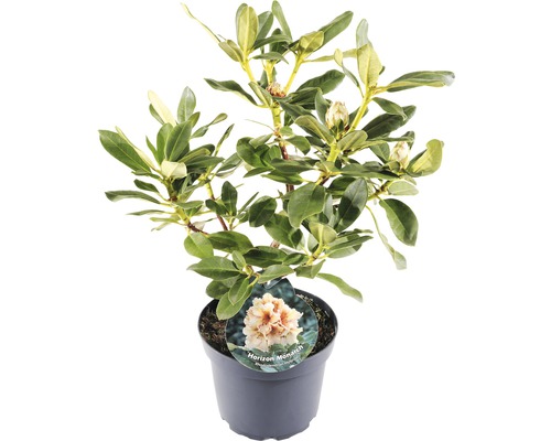 FLORASELF® Rhododendron 'Horizon Monarch' Ø21 cm lichtgeel