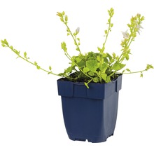 Kaasjeskruid in een pot