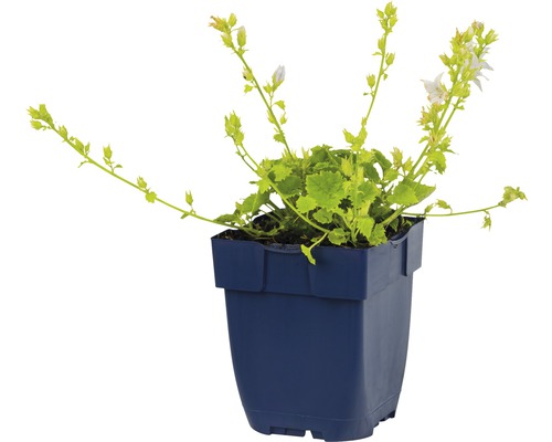 Kaasjeskruid in een pot