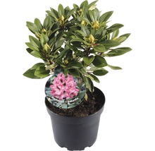 FLORASELF® Rhododendron 'Kokardia' Ø21 cm roze