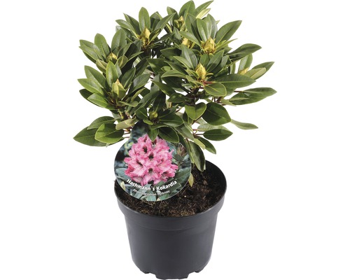 FLORASELF® Rhododendron 'Kokardia' Ø21 cm roze