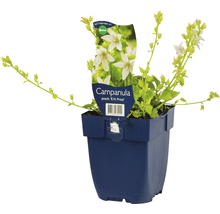 Klokjesbloem in een pot