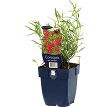 Coreopsis Ruby Red plant in pot