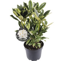 Rhododendron Madame Masson in pot