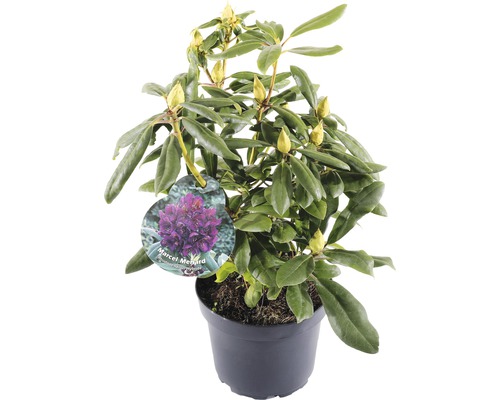 FLORASELF® Rhododendron 'Marcel Menard' Ø21 cm paars-0