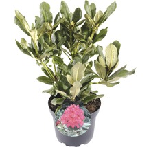 Rhododendron Nova Zembla in pot