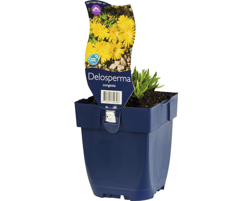 FLORASELF Ijsbloem Delosperma congesta 'Golden Nugget' potmaat Ø 11.0 cm H 5-10 cm Delosperma congesta plant in pot