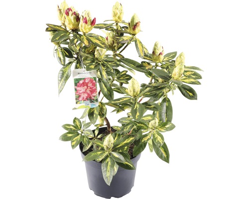 FLORASELF® Rhododendron 'President Roosevelt' Ø21 cm roze/wit