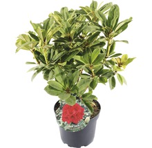 Rhododendron Red Jack in pot