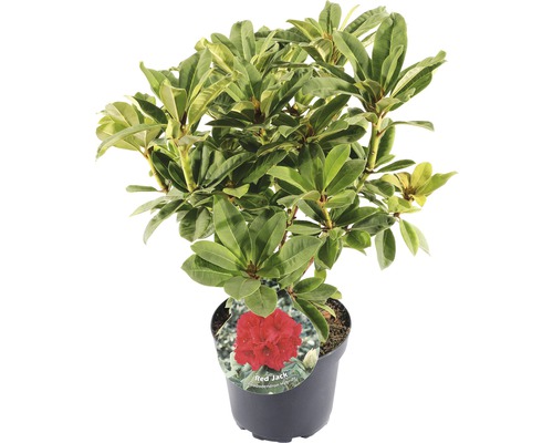 FLORASELF® Rhododendron 'Red Jack' Ø21 cm rood