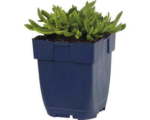 Middaguurbloem in een plantenbak