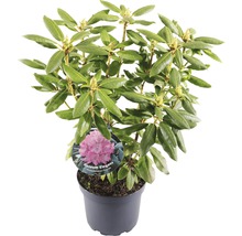 Rhododendron Roseum Elegans in pot met groene bladeren