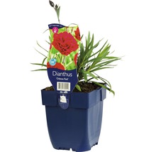 Dianthus ''Odessa Red'' plant in pot