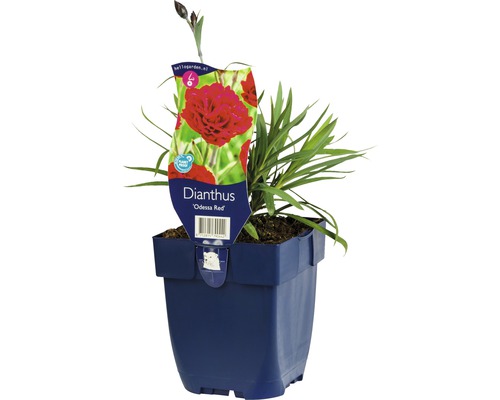 FLORASELF Anjer Dianthus caryophyllus 'Odessa Red' potmaat Ø 11 cm H 5-20 cm Dianthus ''Odessa Red'' plant in pot