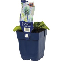 Kruisdistel ''Blue Hobbit'' in pot