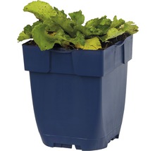 Blauwe plantenbak met slaplanten