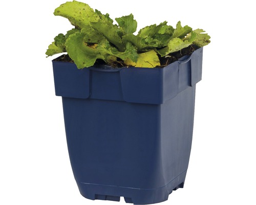 Blauwe plantenbak met slaplanten