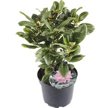 Rhododendron in pot met etiket