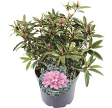 FLORASELF® Rhododendron Ponticum 'Graziella' Ø21 cm lila/roze