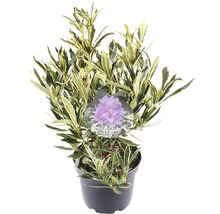 Rhododendron in pot met bont blad