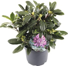 Rhododendron Blurettia in pot